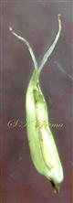  Pistil